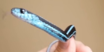 Bradenton snake
